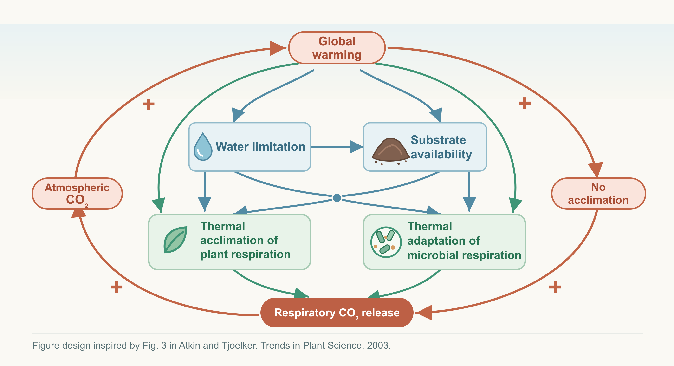 Oval feedback diagram linking atmospheric carbon dioxide, global warming, respiratory responses, and carbon dioxide release; four central boxes show water limitation, substrate availability, plant thermal acclimation, and microbial thermal adaptation