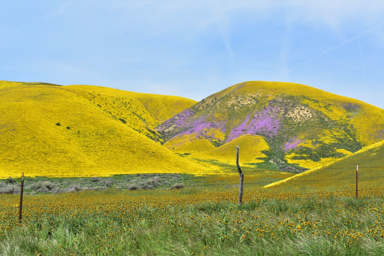 California wildflowers blooming across the Carrizo Plain landscape
