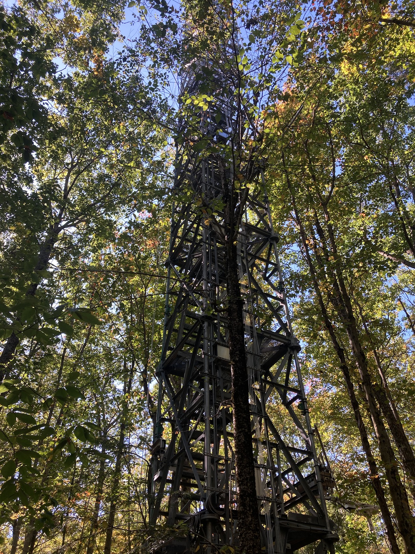 Forest canopy surrounding a carbon-flux observation tower