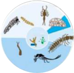 Illustrations of stream macroinvertebrates