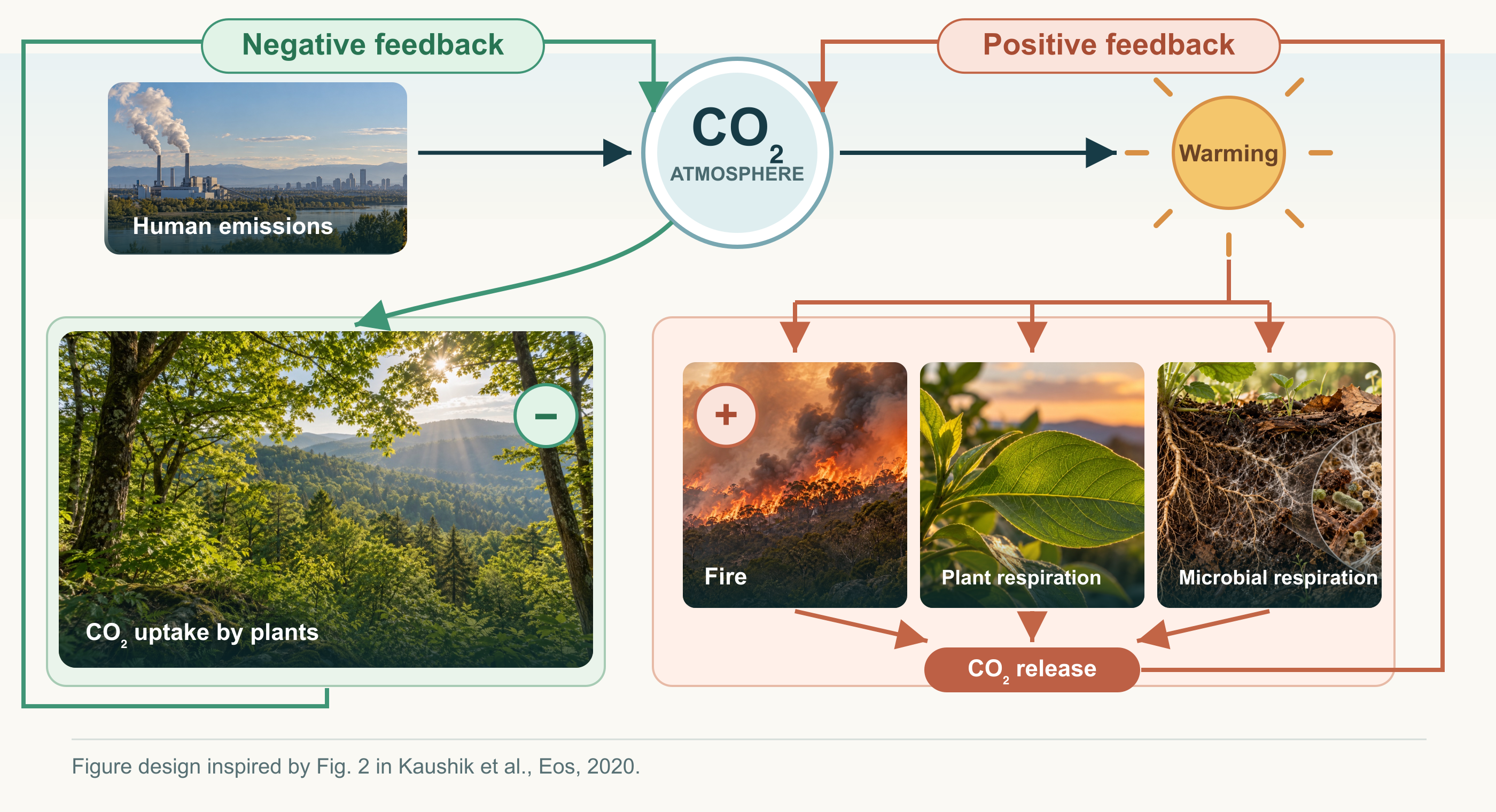 Terrestrial carbon–climate feedbacks: plant uptake provides a negative feedback, while fire and plant and microbial respiration provide positive feedbacks