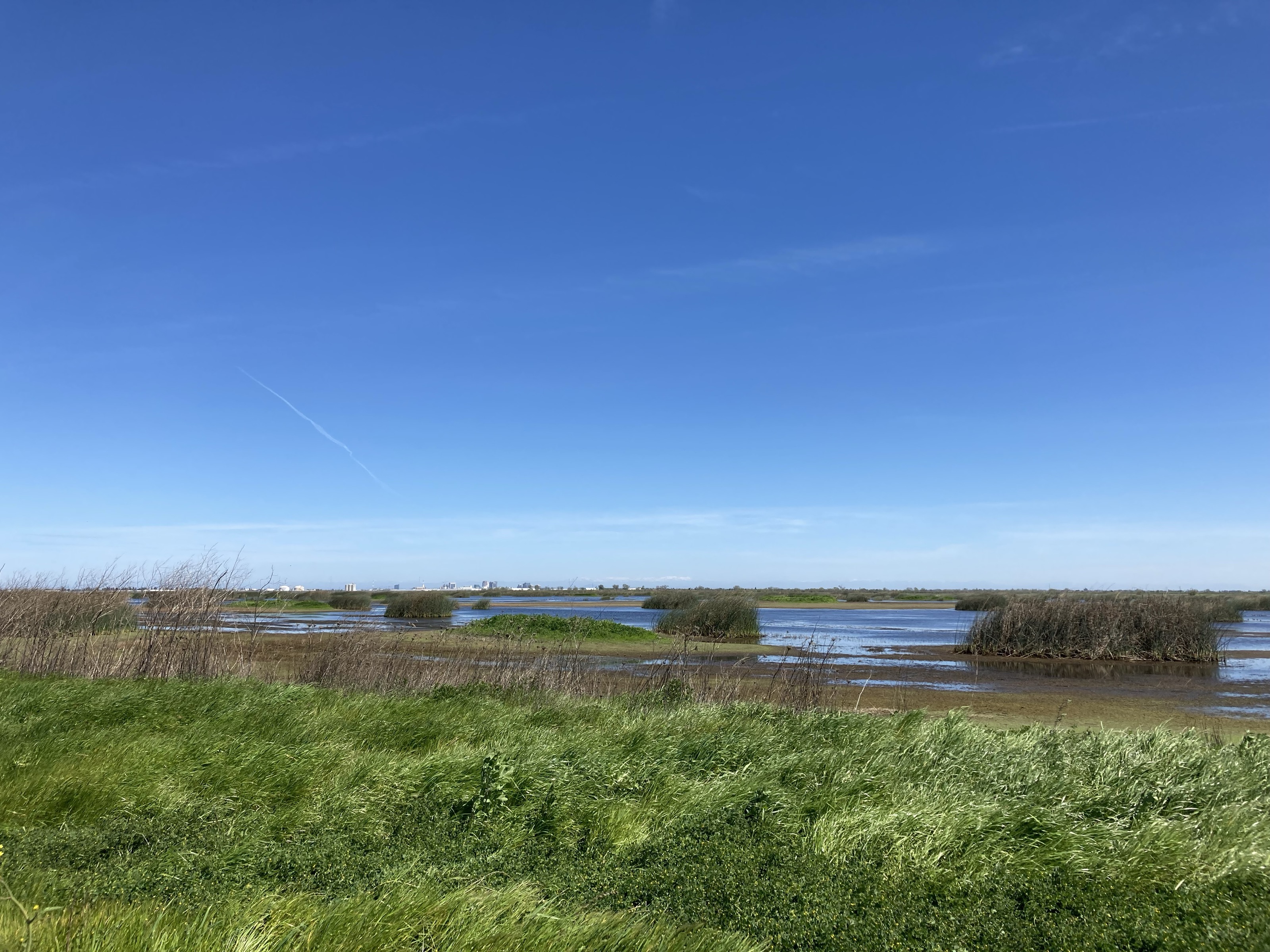 Seasonal wetlands in the Yolo Bypass Wildlife Area